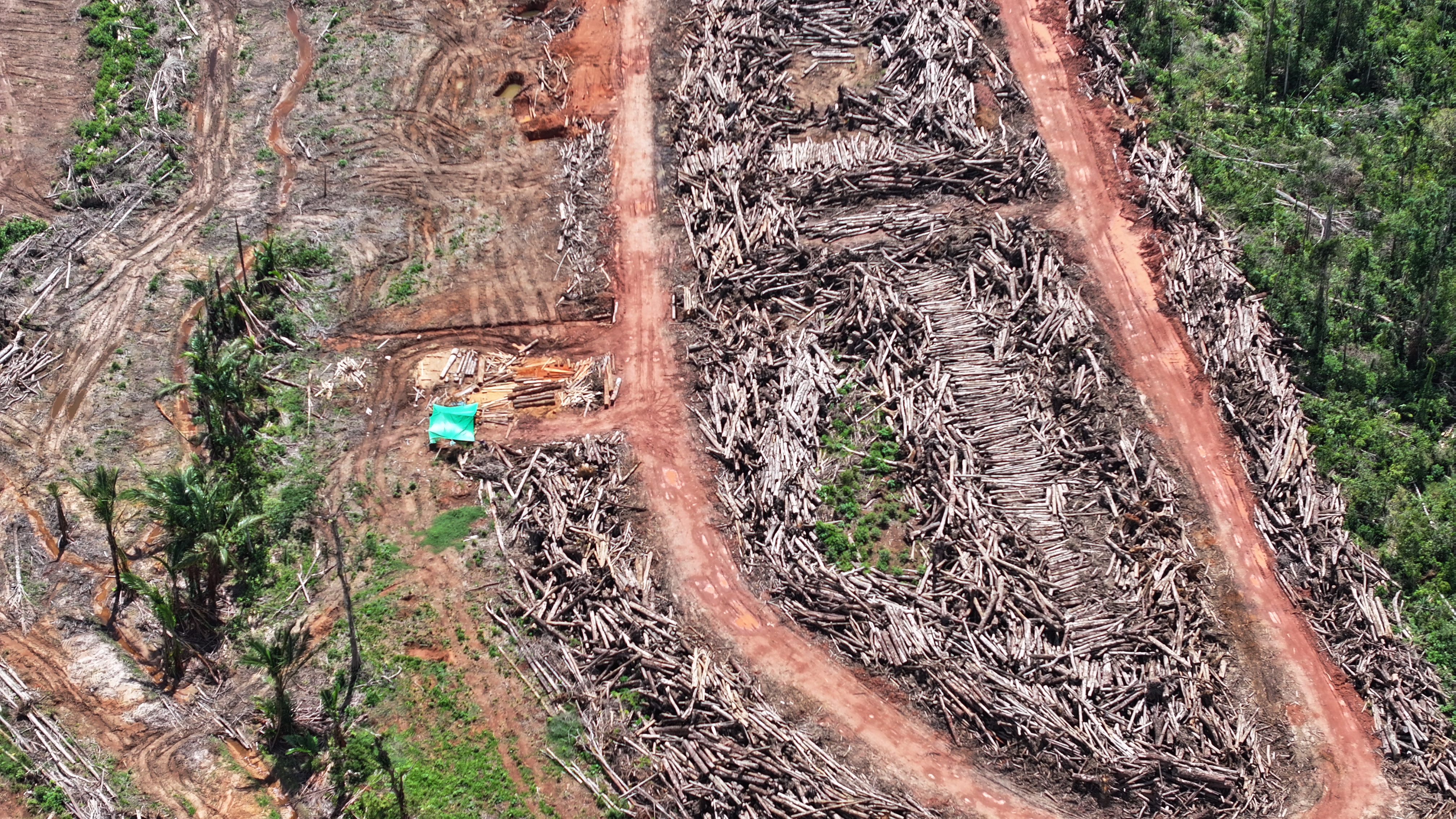 food estate foto 2 Tumpukan kayu pasca pembabatan hutan dan ekosistem alami dalam area PSN Food Estate Merauke. Area ini direncanakan ditanami tebu. Direkam dari titik 140°45′30,26″E, 7°54′51,96″S. Foto Auriga Nusantara, 6 Mei 2026.