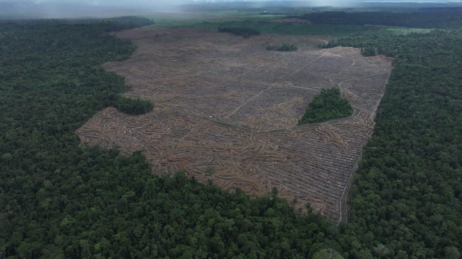 Deforestation inside the Sorong Global Lestari oil palm concession in Southwest Papua