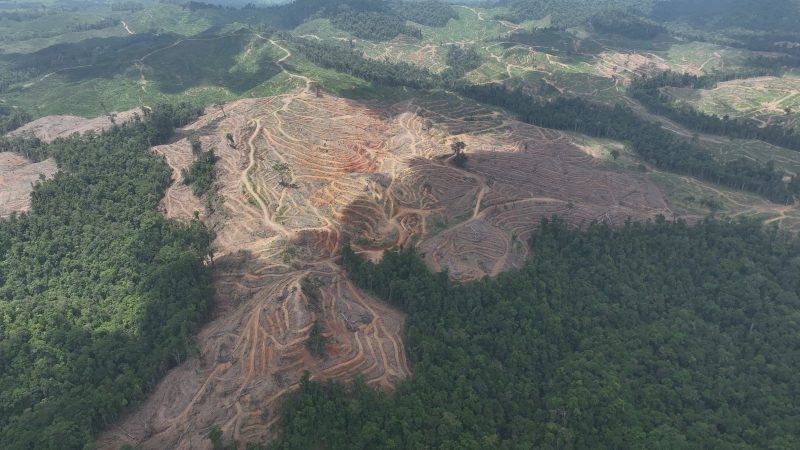 Deforestasi dalam konsesi Banyan Tumbuh Lestari di Gorontalo